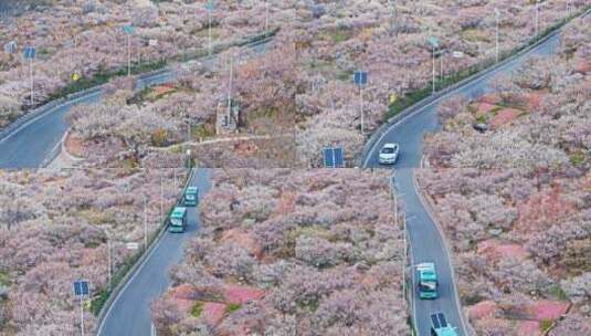 青岛樱花高清在线视频素材下载