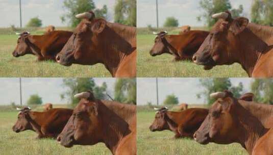 牧场吃草的奶牛高清在线视频素材下载