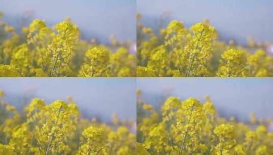 春天阳光下盛开的油菜花高清在线视频素材下载