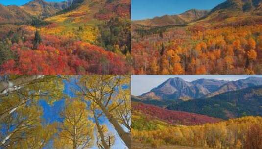 秋季森林香山红叶枫叶风景如画银杏树瀑布高清在线视频素材下载