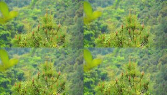 深圳马峦山郊野公园植物马尾松A高清在线视频素材下载