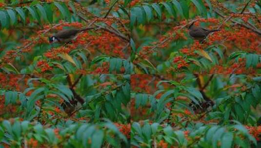 树枝上的小鸟春天鸟语花香 红耳鹎高清在线视频素材下载