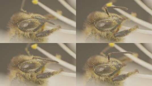 蜜蜂身体部位特写高清在线视频素材下载