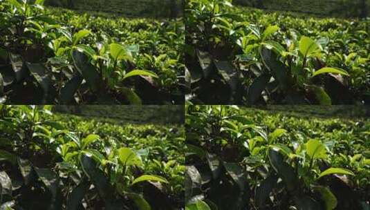 普洱古树茶实拍原素材高清在线视频素材下载