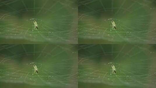 自然界美丽的蜘蛛网高清在线视频素材下载