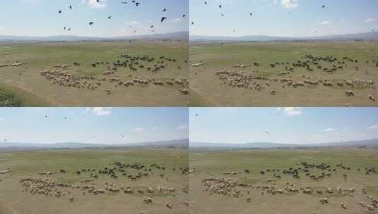 牛羊在绿色平原上吃草高清在线视频素材下载
