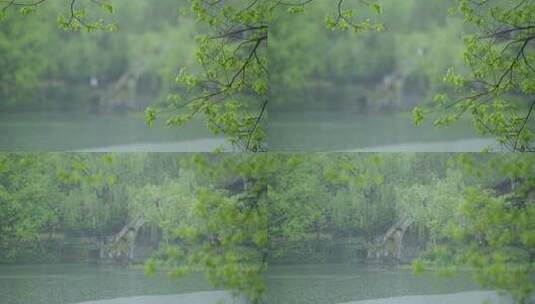 春天杭州乌龟潭阴雨天植物绿色自然高清在线视频素材下载