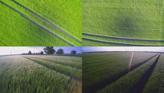 FPV航拍绿色麦田麦子麦地唯美农业高清在线视频素材下载