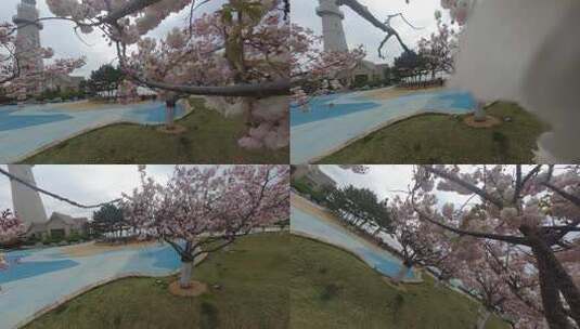 威海悦海公园灯塔广场盛开的晚樱花高清在线视频素材下载