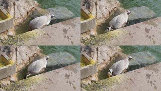鸭子斑头雁在岸边水中觅食吃饲料高清在线视频素材下载