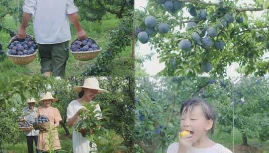 黑布李种植高清在线视频素材下载