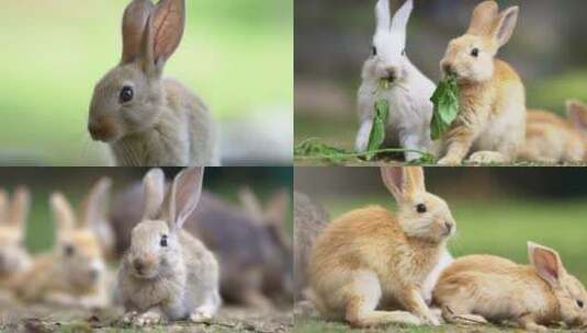 可爱的小兔子【商用需购买企业授权】高清在线视频素材下载