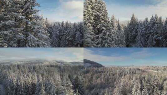航拍冬季森林雪松雪林高清在线视频素材下载