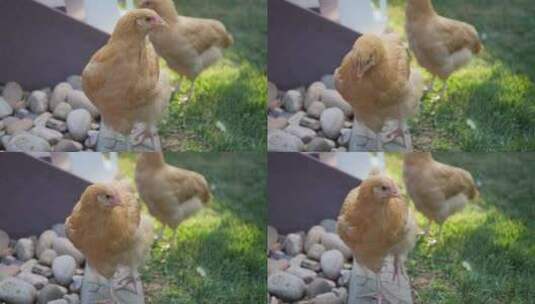 两只母鸡觅食高清在线视频素材下载