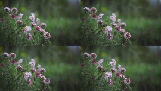 草原野花特写高清在线视频素材下载