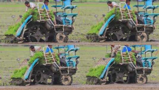 实拍8k农民机械种水稻高清在线视频素材下载