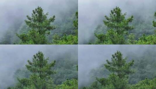 雨后云雾缭绕的松树林高清在线视频素材下载