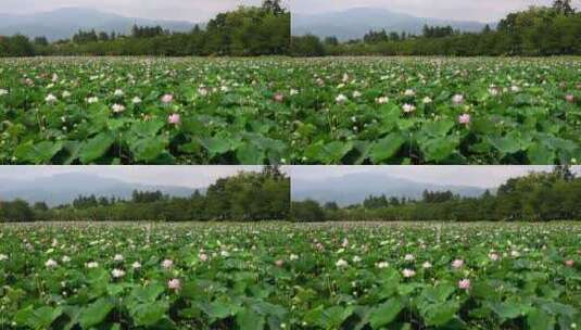 荷叶荷花池高清在线视频素材下载