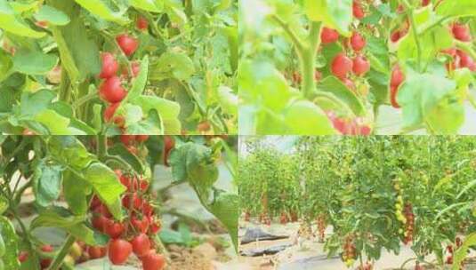2639 蔬菜 大棚 西红柿 番茄 现代农业高清在线视频素材下载