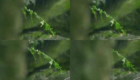 大自然  细雨 小树苗 雨滴 3高清在线视频素材下载