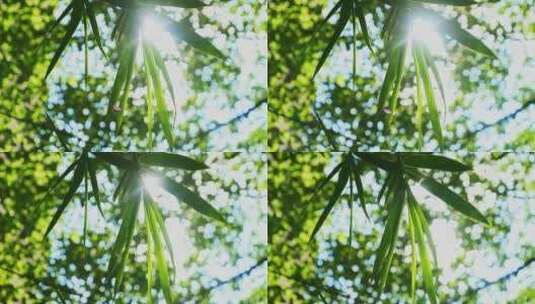 阳光竹叶自然风景高清在线视频素材下载