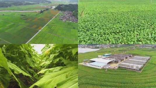 云南烟草种植基地视频素材高清在线视频素材下载