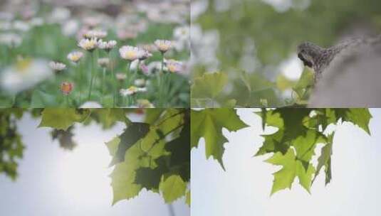 唯美意境花草树木自然美景视频素材高清在线视频素材下载