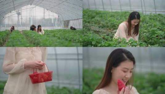 草莓园采摘草莓高清在线视频素材下载