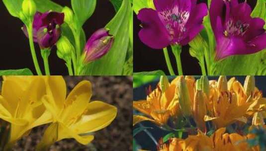【合集】百合花开鲜花植物大自然生态盛开高清在线视频素材下载