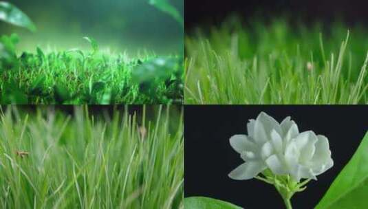【合集】延时自然绿色植物高清在线视频素材下载