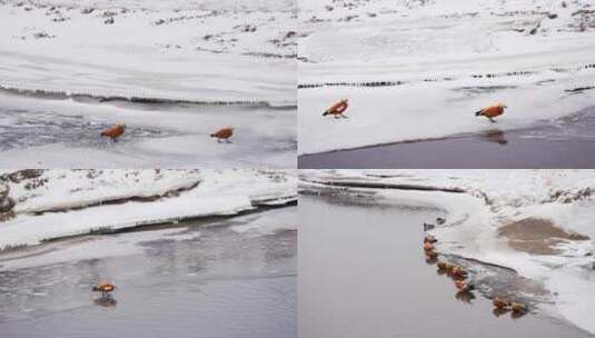 冬季雪景河流飞鸟野鸭漫步戏水高清在线视频素材下载