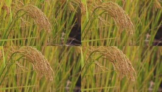 秋天稻田稻子水稻稻穗特写高清在线视频素材下载