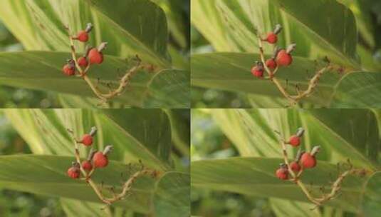 花草树木高清在线视频素材下载