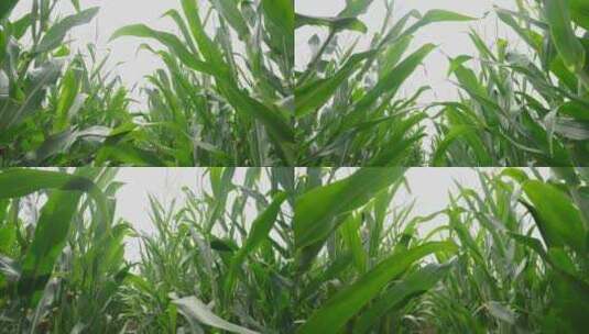 玉米 农作物 玉米田实拍高清在线视频素材下载