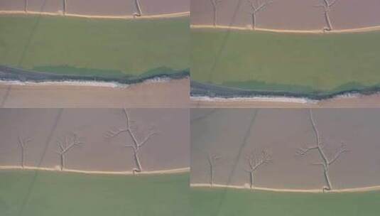 4K航拍河流入海处的大地之树高清在线视频素材下载