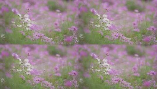 粉色花朵秋英波斯菊花海治愈唯美花期原创高清在线视频素材下载