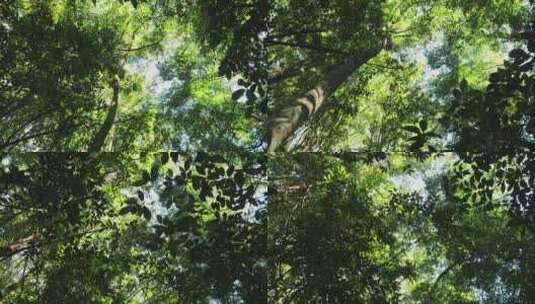 绿色森林树木丛林自然风景高清在线视频素材下载