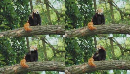 小动物视频浣熊高清在线视频素材下载
