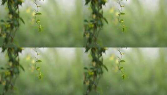 绿叶 细雨 朦胧 2高清在线视频素材下载