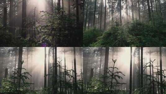 天然氧吧森林光影森林晨雾树林唯美阳光树林高清在线视频素材下载