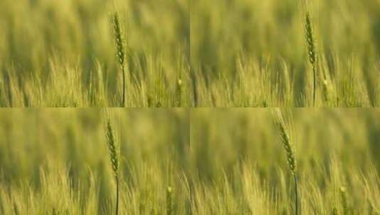 夕阳下金色的小麦田野麦穗麦芒高清在线视频素材下载