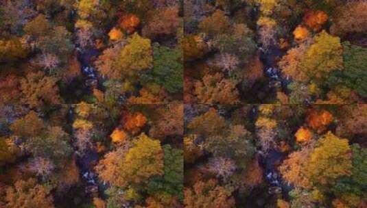 唯美金黄色秋天森林树木景观高清在线视频素材下载