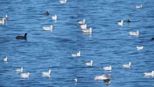 海鸥红嘴鸥大理洱海泸沽湖昆明滇池高清在线视频素材下载