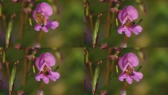 蜜蜂 花朵高清在线视频素材下载