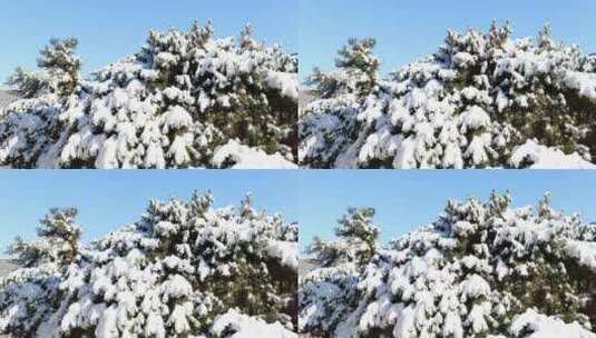 雪后青松高清在线视频素材下载