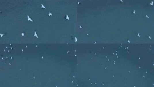 昆明城市日出时草海湿地湖面上的海鸥高清在线视频素材下载