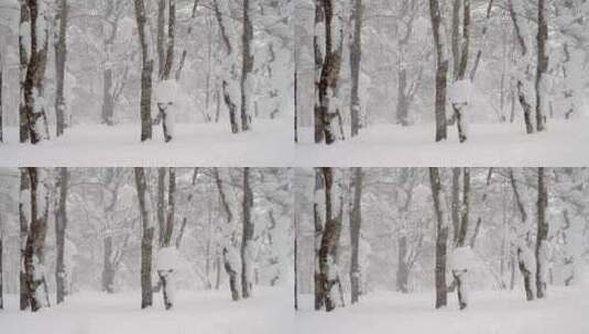 森林暴雪高清在线视频素材下载