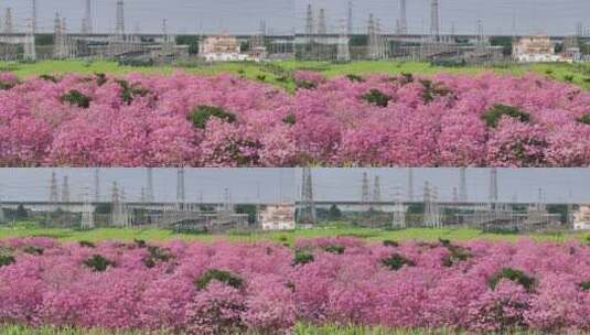 中国广东省广东省广州市南沙马克村紫花风铃高清在线视频素材下载