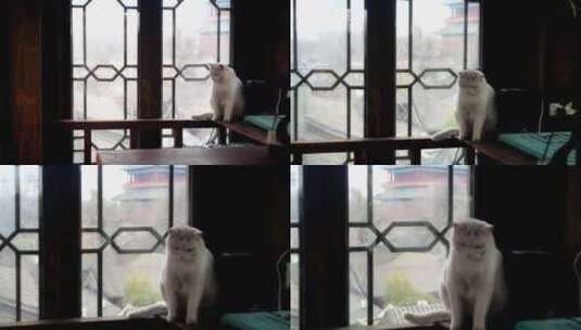 北京鼓楼的猫咪高清在线视频素材下载