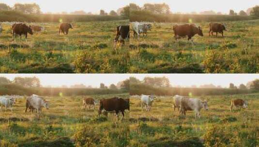 牛牧牛牧场放牧草坪高清在线视频素材下载